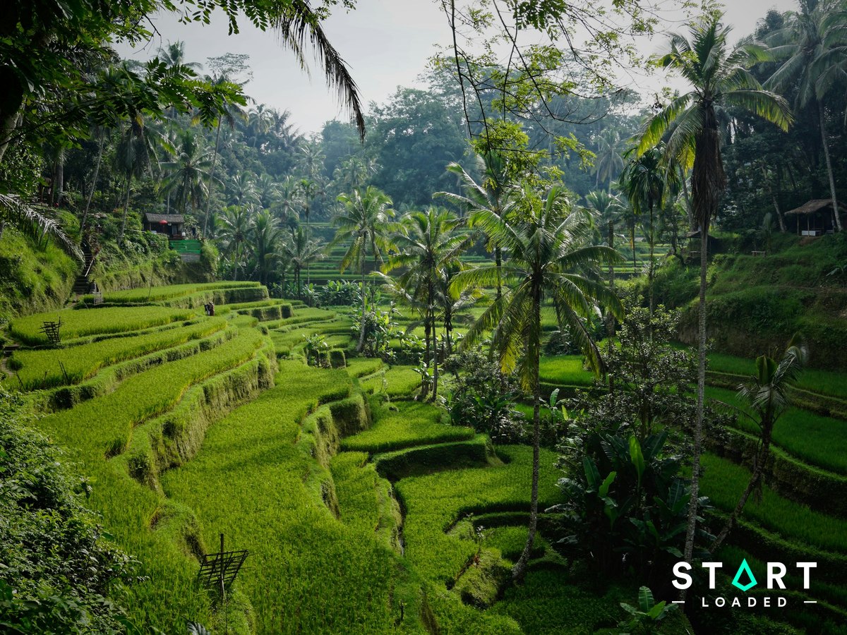 Tegallalang rice terraces surrounded by palm trees in Bali